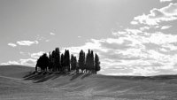 436 - THE GROVE - FABBRI GIOVANNI - italy <div